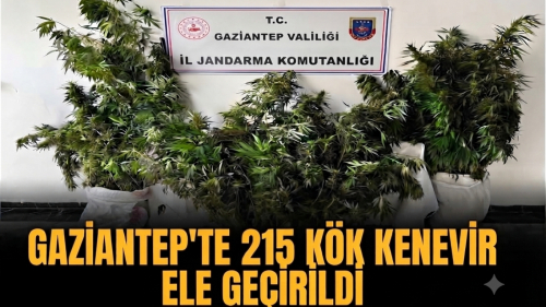 Nizip'te Uyuşturucu Operasyonu: 215 Kök Kenevir Ele Geçirildi