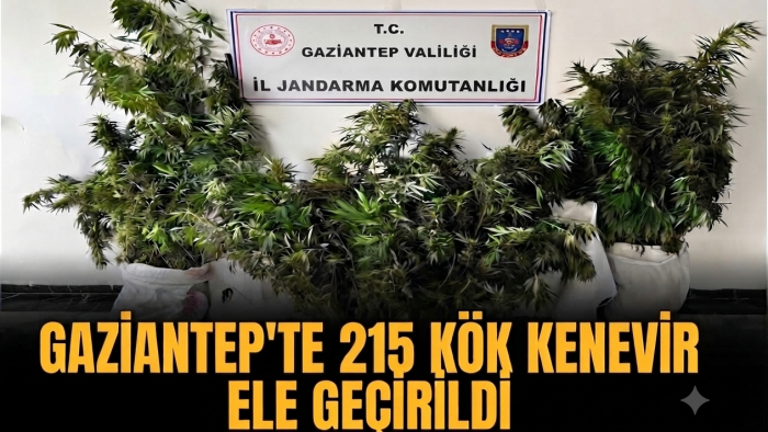 Nizip'te Uyuşturucu Operasyonu: 215 Kök Kenevir Ele Geçirildi