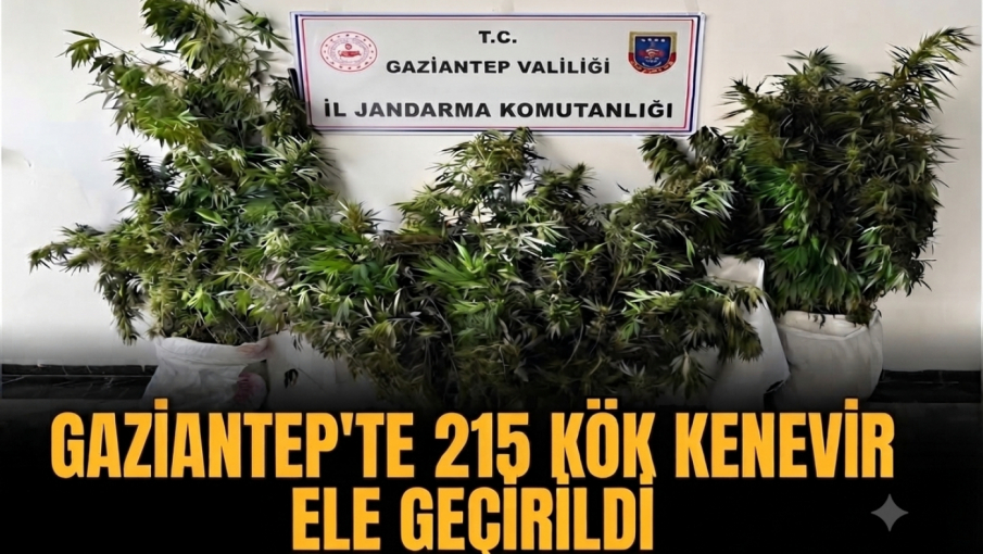 Nizip'te Uyuşturucu Operasyonu: 215 Kök Kenevir Ele Geçirildi